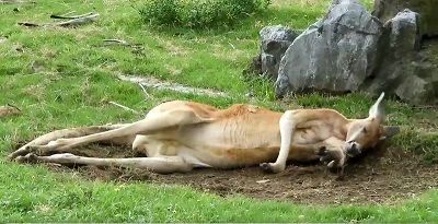 カンガルー