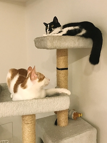 うちの猫がまた変なことしてる。