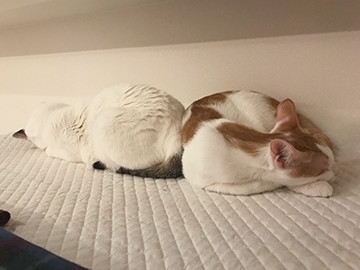 うちの猫がまた変なことしてる。