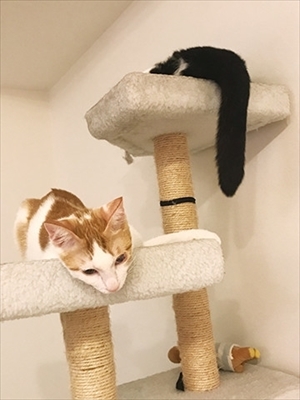 うちの猫がまた変なことしてる。