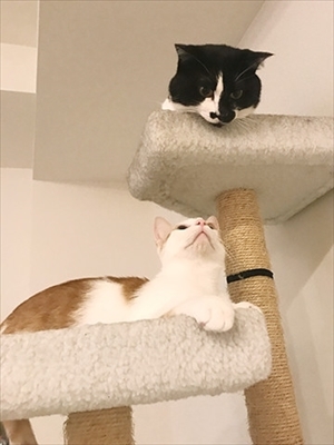 うちの猫がまた変なことしてる。