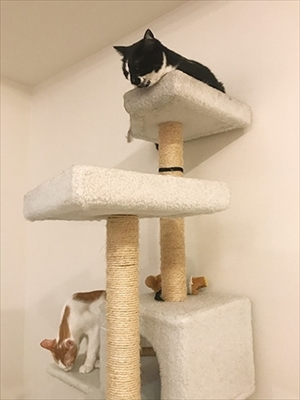 うちの猫がまた変なことしてる。