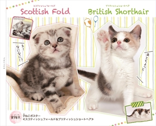 ねこがおうちにやってきた