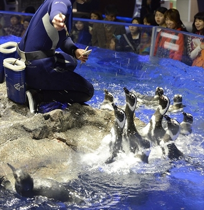 すみだ水族館　さあ、ゴハン