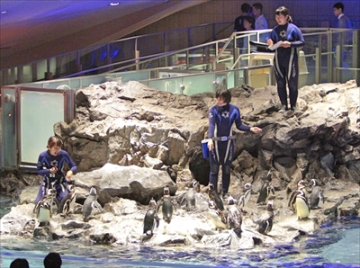 すみだ水族館　さあ、ゴハン