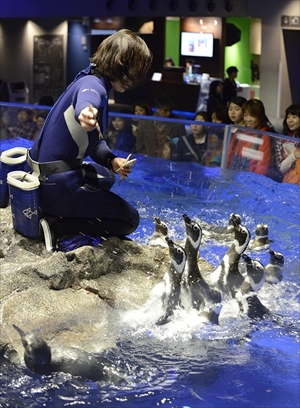 すみだ水族館　さあ、ゴハン