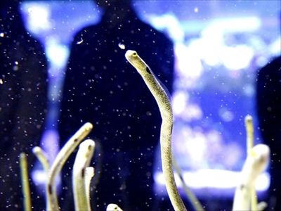 すみだ水族館　さあ、ゴハン