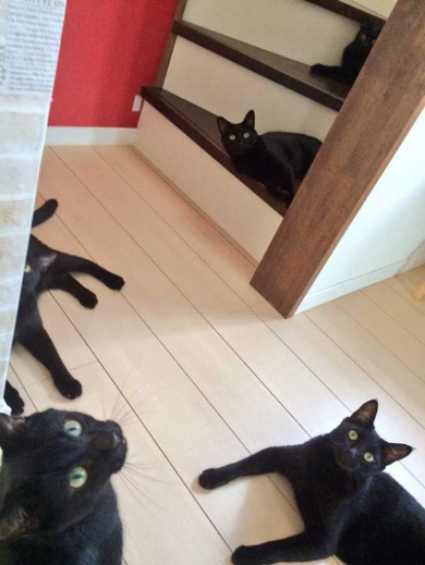 黒猫 ミーティング 玄関