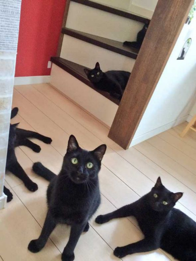 黒猫 ミーティング 玄関
