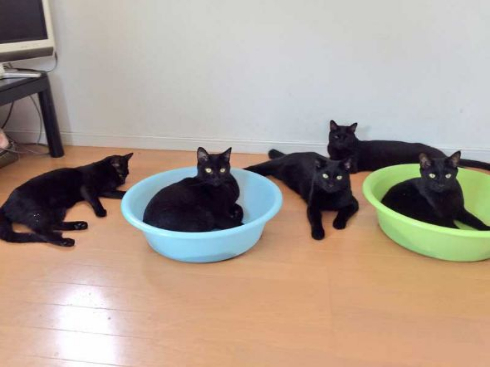 黒猫 ミーティング 玄関