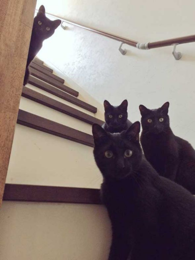 黒猫 ミーティング 玄関