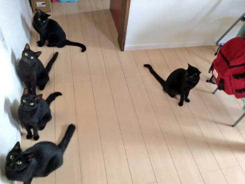 黒猫 ミーティング 玄関