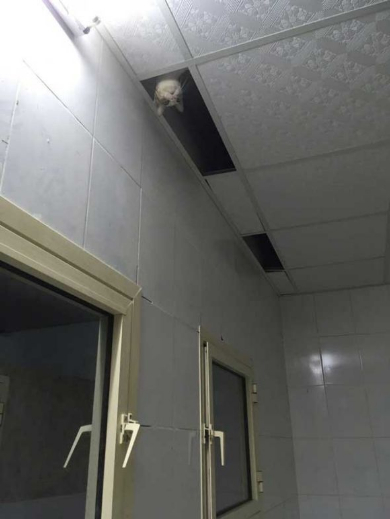 猫 忍び 部屋 天井