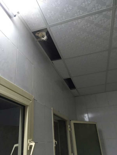 猫 忍び 部屋 天井