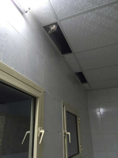 猫 忍び 部屋 天井