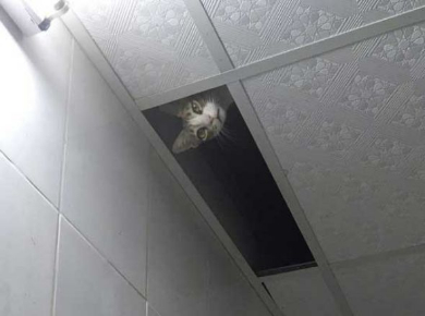 猫 忍び 部屋 天井