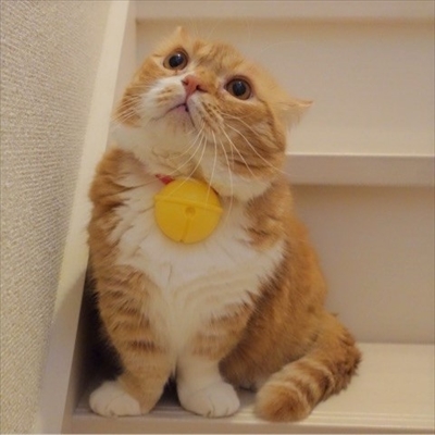 マンチカンズと仲間たち