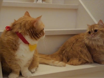 マンチカンズと仲間たち