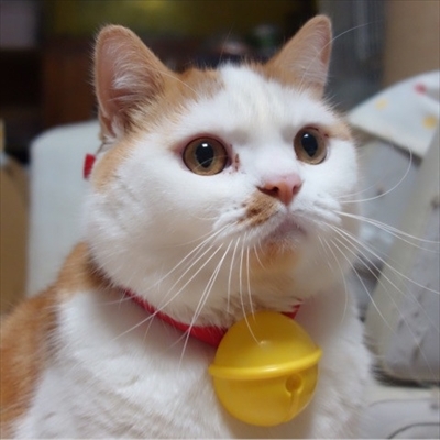 * vintage cat ❀ チリンとなる鈴と一緒 かわいいネコちゃん 楽天市場】【9/19 20:00からP5倍】猫 おもちゃ キャットトイ