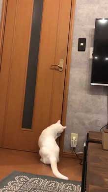 猫 ドアノブ 縦 ご乱心