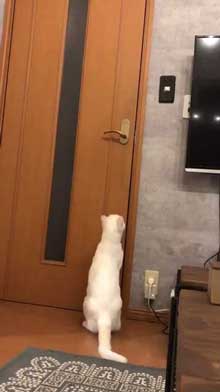 猫 ドアノブ 縦 ご乱心