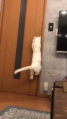猫 ドアノブ 縦 ご乱心