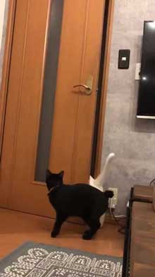 猫 ドアノブ 縦 ご乱心