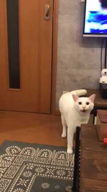 猫 ドアノブ 縦 ご乱心