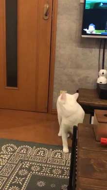 猫 ドアノブ 縦 ご乱心