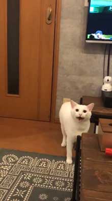 激おこ猫