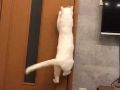 「今すぐドアノブを元に戻すのニャ！」　ドアを開けることに成功した猫ちゃん、対策をされて想像以上の激おこに