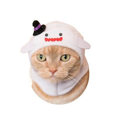 かぶりねこ