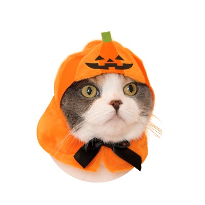 かぶりねこ