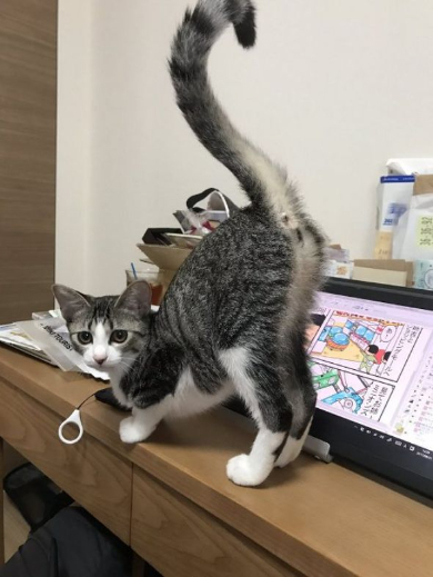 こまちとタビ