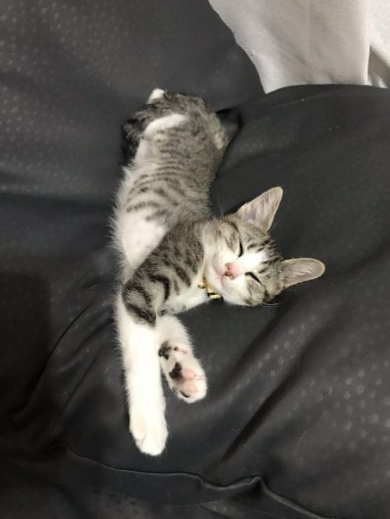 こまちとタビ