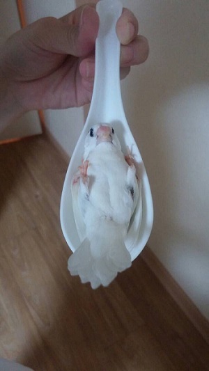 十姉妹レンゲ