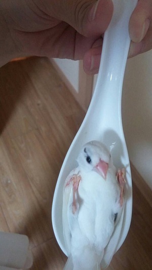 十姉妹レンゲ