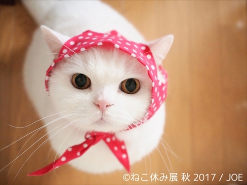 モフモフかわいい猫ちゃんが集合する「ねこ休み展 秋」名古屋で開催 寝