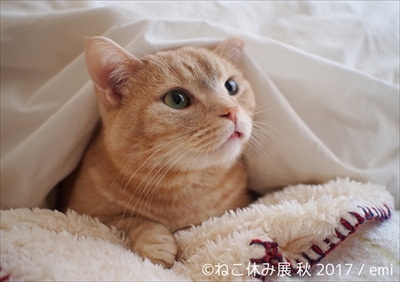ねこ休み展 秋