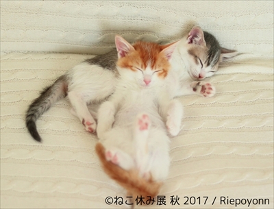 ねこ休み展 秋