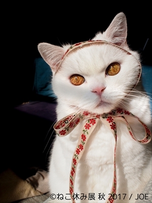 みんみん❀可愛い猫ちゃん♡秋の収穫❀ みんみん様専用❀可愛い猫ちゃん♡秋の収穫❀ （見えない何かと
