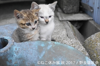 ねこ休み展 秋