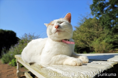 ねこ休み展 秋