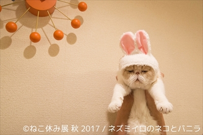 ねこ休み展 秋