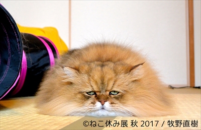 ねこ休み展 秋