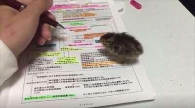 ウズラちゃん