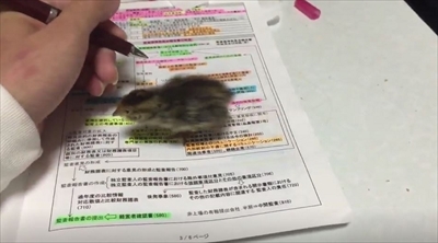 ウズラちゃん