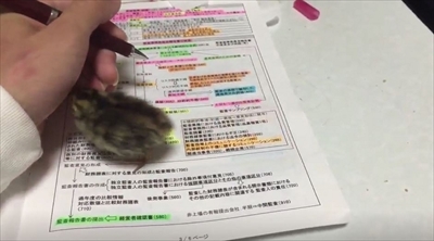 ウズラちゃん