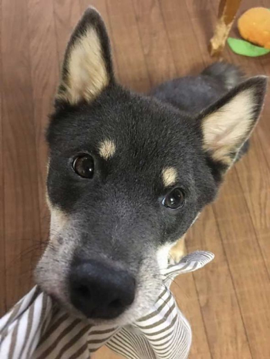 柴犬 椅子 破壊 ドヤ顔