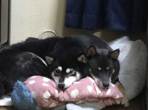 柴犬 椅子 破壊 ドヤ顔